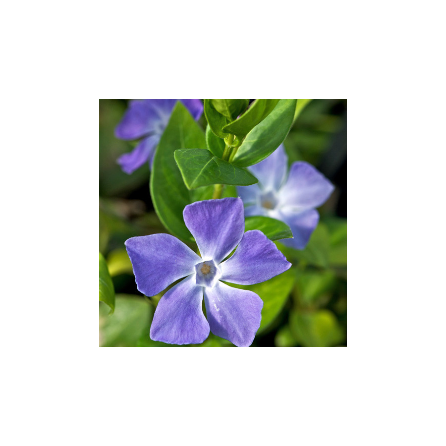 plantes-vivaces-vinca-major-grande-pervenche-en-vente-pepiniere-lepage-