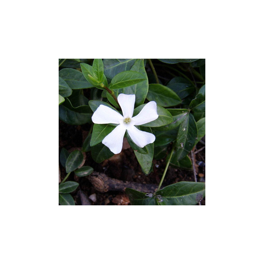 Plantes Vivaces VINCA major 'Alba' - Pervenche en vente - Grande pervenche en vente - Pépinière Lepage .