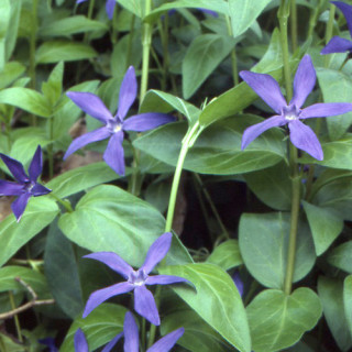 plantes-vivaces-vinca-major-ssp-hirsuta-acutiloba-pervenche-en-vente-grande-pervenche-en-vente-pepiniere-lepage-