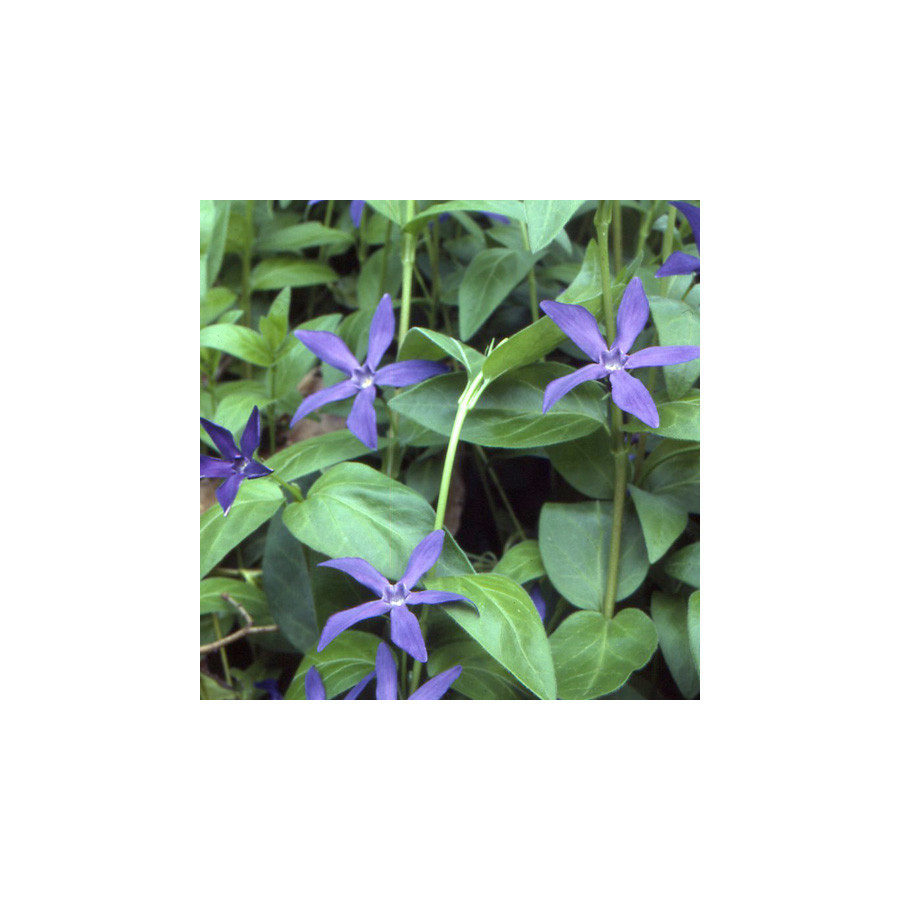 Plantes Vivaces VINCA major ssp. hirsuta (acutiloba)               - Pervenche en vente - Grande pervenche en vente - Pépinière 
