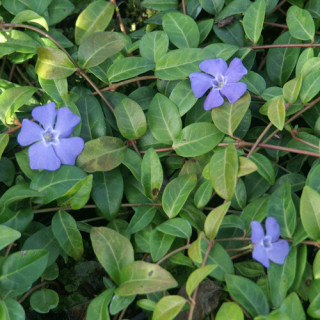 plantes-vivaces-vinca-minor-pervenche-en-vente-petite-pervenche-en-vente-pepiniere-lepage-