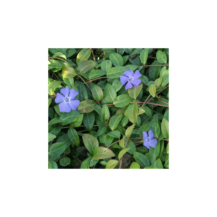 plantes-vivaces-vinca-minor-pervenche-en-vente-petite-pervenche-en-vente-pepiniere-lepage-