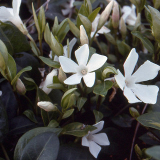plantes-vivaces-vinca-minor-alba-pervenche-en-vente-petite-pervenche-en-vente-pepiniere-lepage-