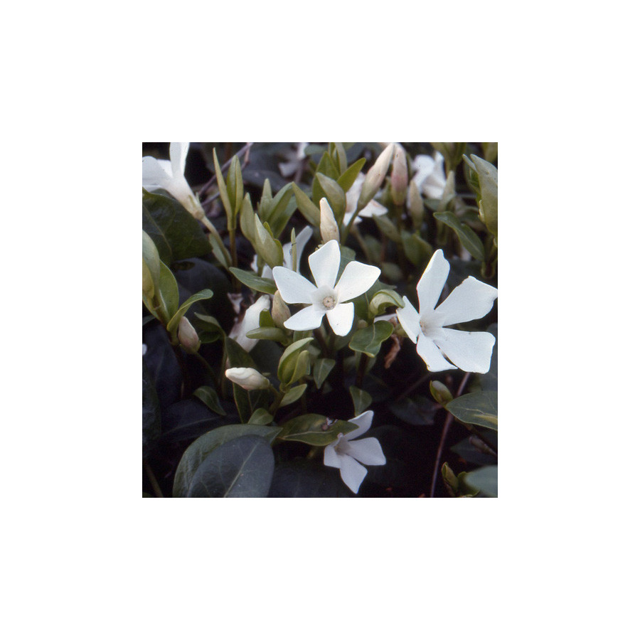 plantes-vivaces-vinca-minor-alba-pervenche-en-vente-petite-pervenche-en-vente-pepiniere-lepage-