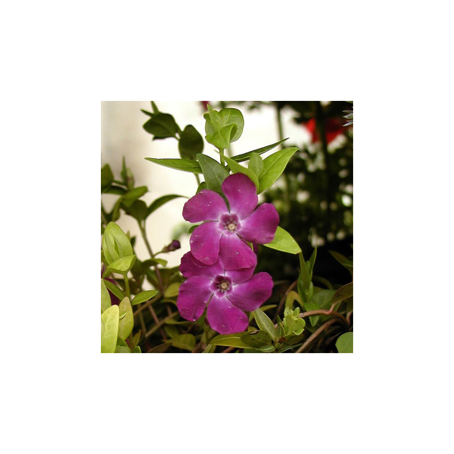 Plantes Vivaces VINCA minor 'Atropurpurea' - Pervenche en vente - Petite pervenche en vente - Pépinière Lepage .