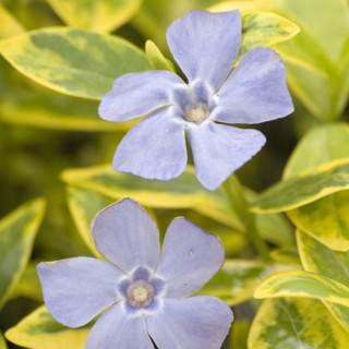 plantes-vivaces-vinca-minor-aureovariegata-pervenche-en-vente-petite-pervenche-en-vente-pepiniere-lepage-