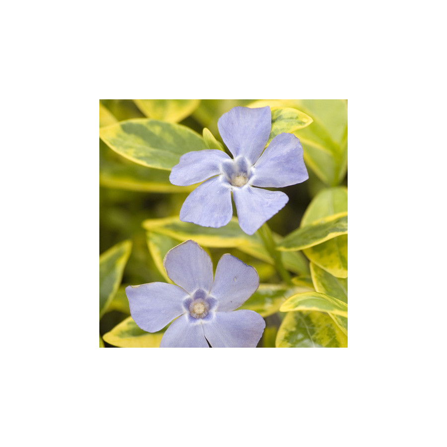 plantes-vivaces-vinca-minor-aureovariegata-pervenche-en-vente-petite-pervenche-en-vente-pepiniere-lepage-