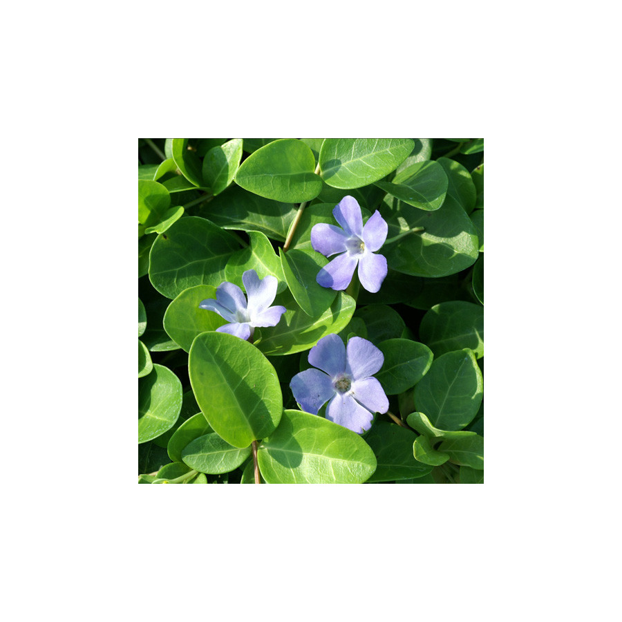 Plantes Vivaces VINCA minor 'Grüner Teppich' - Pervenche en vente - Pépinière Lepage .