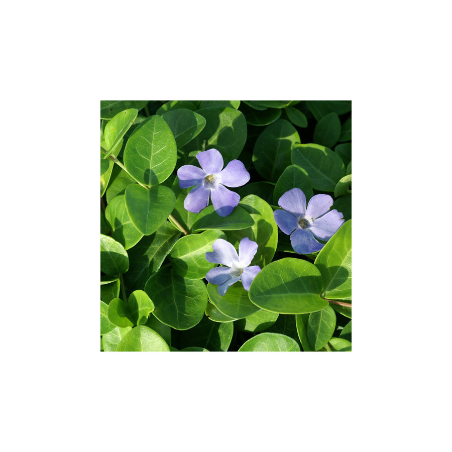 Plantes Vivaces VINCA minor 'Grüner Teppich' - Pervenche en vente - Pépinière Lepage .