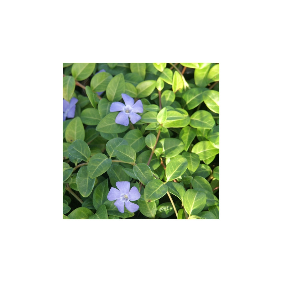 Plantes Vivaces VINCA minor 'La Grave' ('Bowles Variety') - Pervenche en vente - Petite pervenche en vente - Pépinière Lepage .