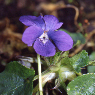 plantes-vivaces-viola-mrs-pinehurst-violette-en-vente-violette-odorante-en-vente-pepiniere-lepage-