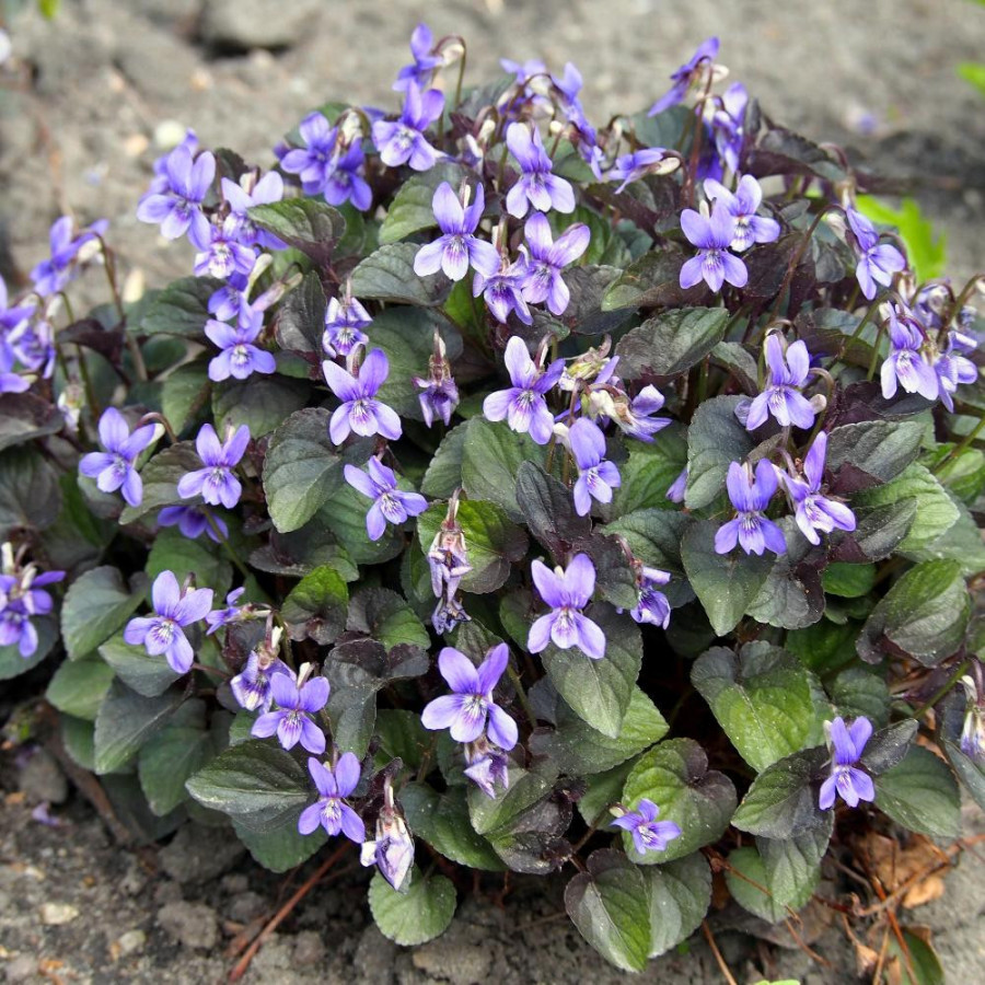 plantes-vivaces-viola-labradorica-violette-du-labrador-en-vente-pepiniere-lepage-