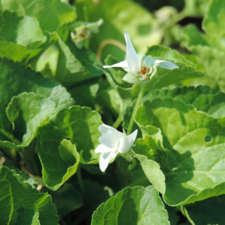 plantes-vivaces-viola-odorata-alba-violette-en-vente-violette-odorante-en-vente-pepiniere-lepage-