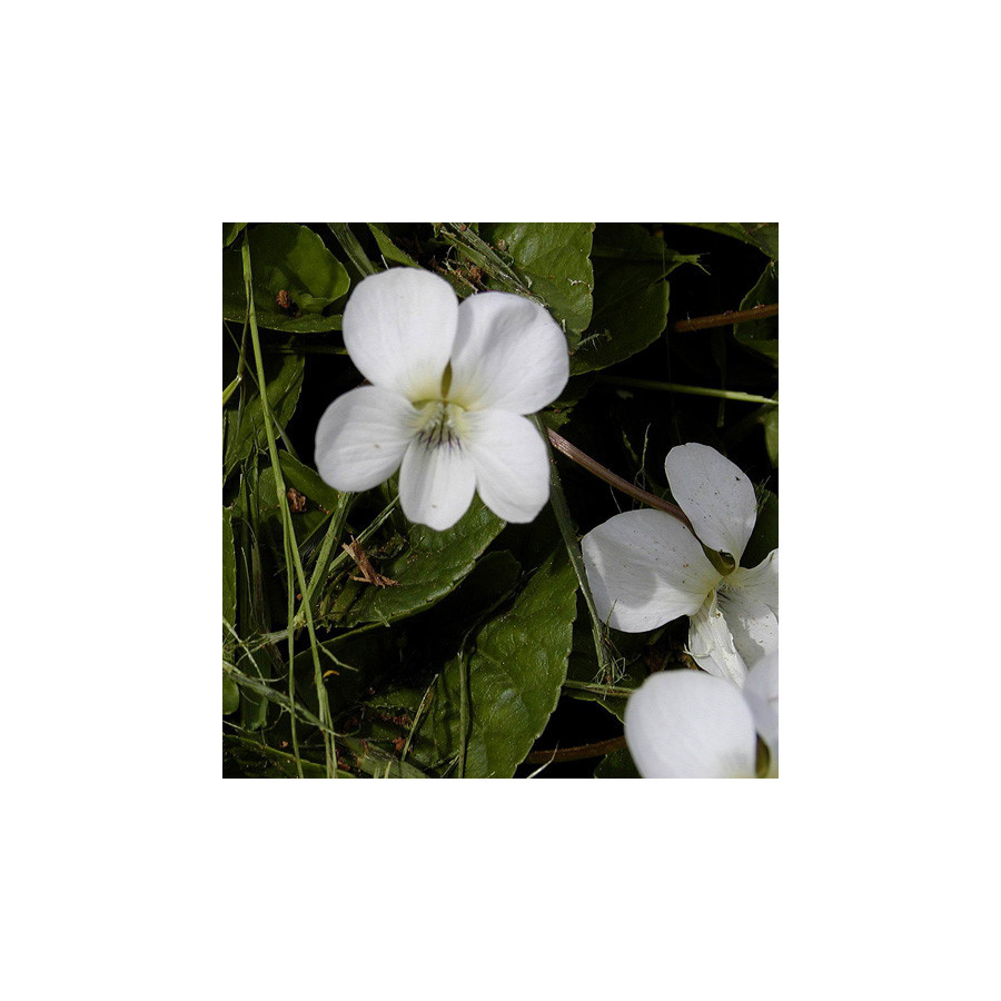 plantes-vivaces-viola-sororia-albiflora-violette-en-vente-pepiniere-lepage-
