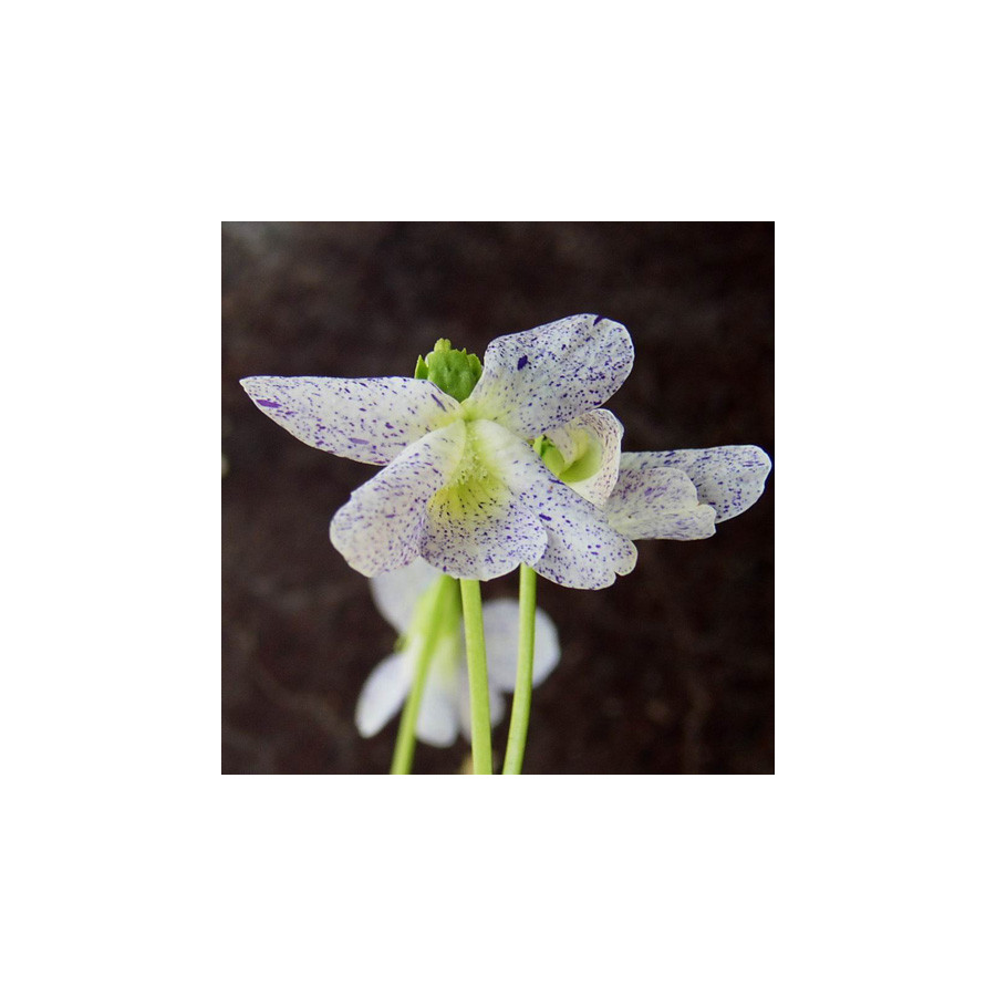 plantes-vivaces-viola-sororia-freckles-violette-en-vente-pepiniere-lepage-