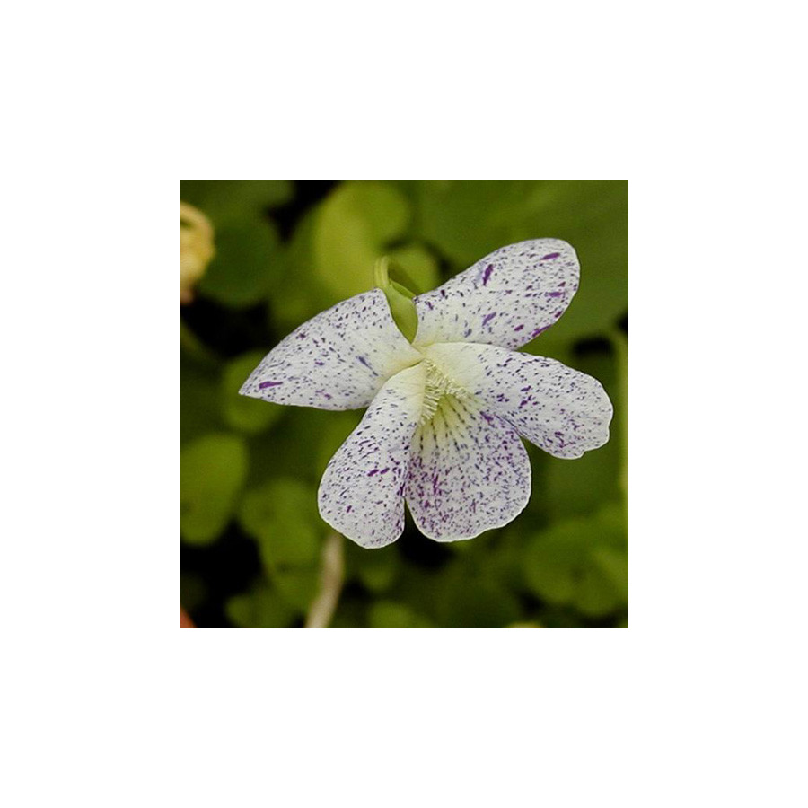 plantes-vivaces-viola-sororia-freckles-violette-en-vente-pepiniere-lepage-