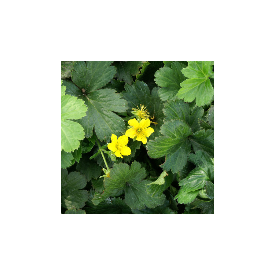 Plantes Vivaces WALDSTEINIA ternata en vente - Pépinière Lepage .