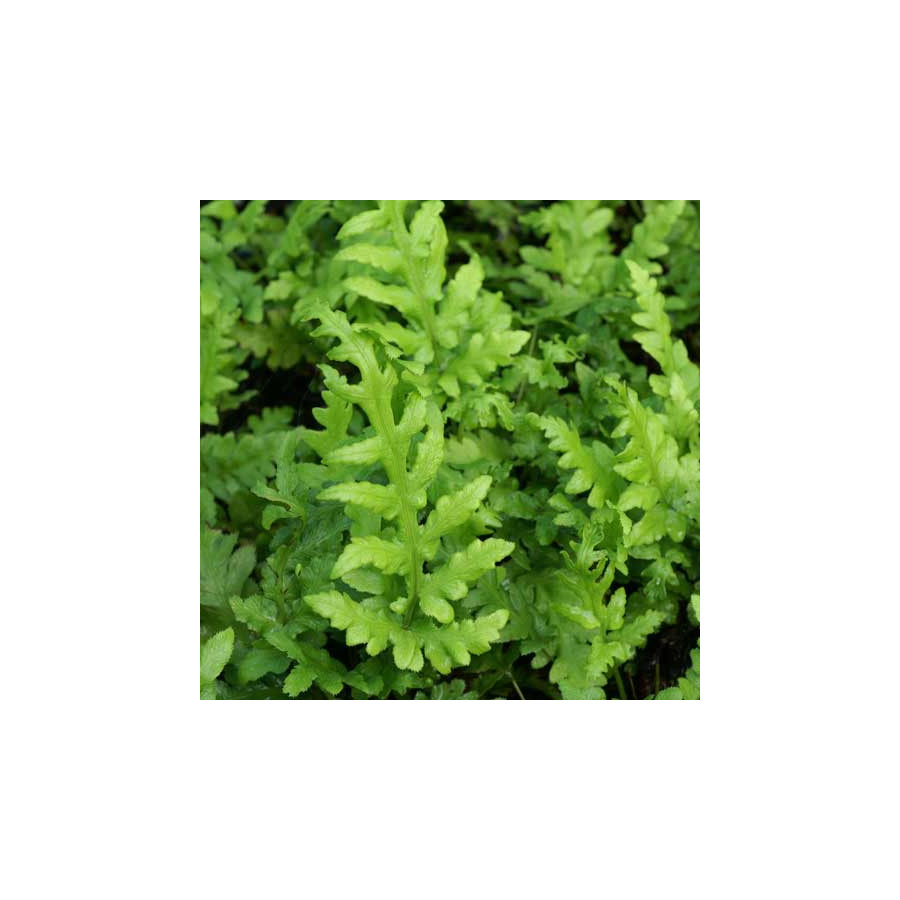 plantes-vivaces-woodwardia-fimbriata-en-vente-pepiniere-lepage-