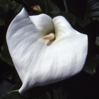 plantes-vivaces-zantedeschia-aethiopica-crowborough-arum-d-ethiopie-en-vente-pepiniere-lepage-