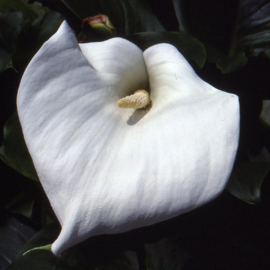 plantes-vivaces-zantedeschia-aethiopica-crowborough-arum-d-ethiopie-en-vente-pepiniere-lepage-