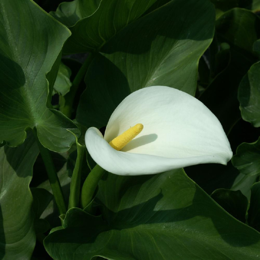 plantes-vivaces-zantedeschia-aethiopica-crowborough-arum-d-ethiopie-en-vente-pepiniere-lepage-