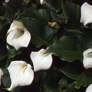 plantes-vivaces-zantedeschia-aethiopica-crowborough-arum-d-ethiopie-en-vente-pepiniere-lepage-