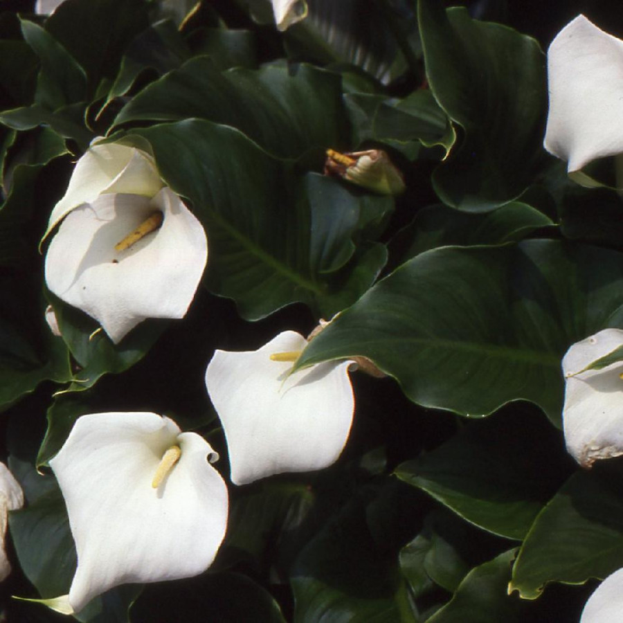 plantes-vivaces-zantedeschia-aethiopica-crowborough-arum-d-ethiopie-en-vente-pepiniere-lepage-