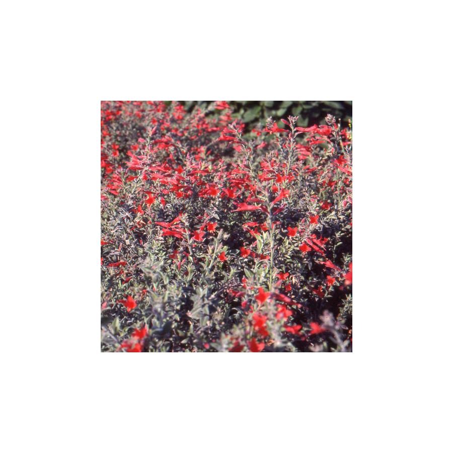 Plantes Vivaces ZAUSCHNERIA californica - Fuchsia de Californie en vente - Pépinière Lepage .