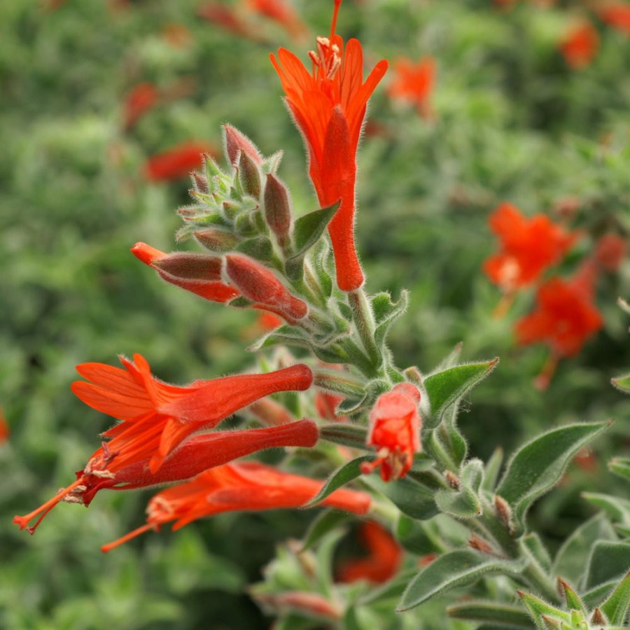 Plantes Vivaces ZAUSCHNERIA californica - Fuchsia de Californie en vente - Pépinière Lepage .