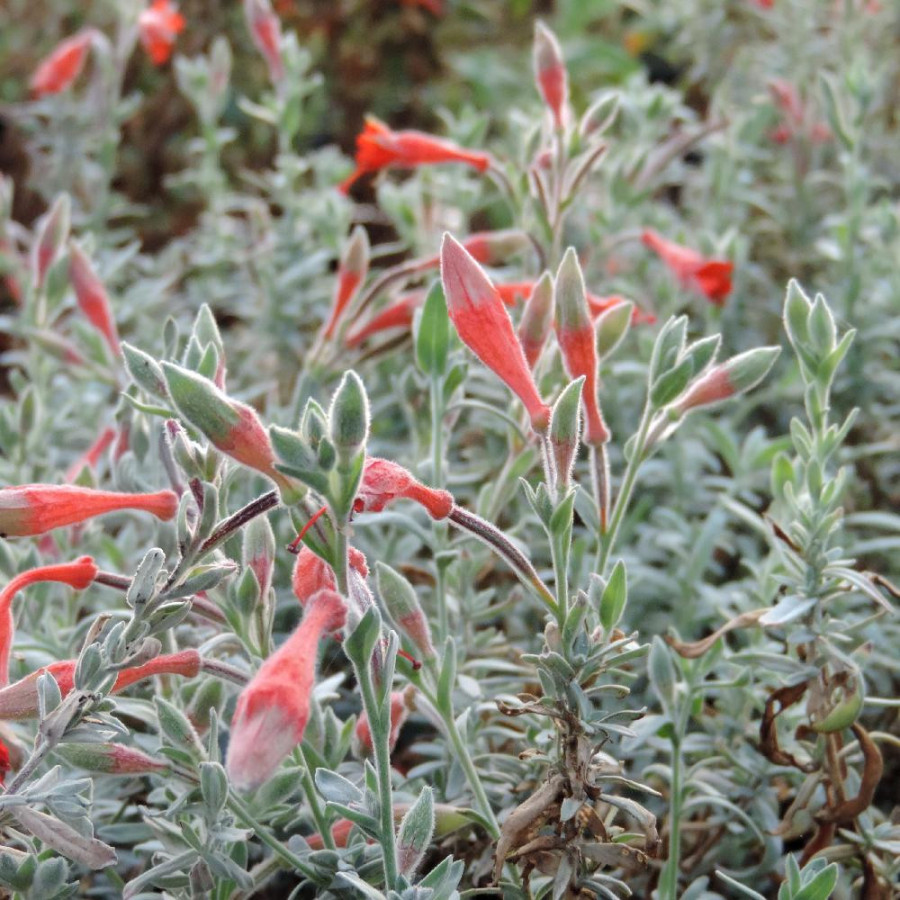 Plantes Vivaces ZAUSCHNERIA californica 'Western Hills' - Fuchsia de Californie en vente - Pépinière Lepage .