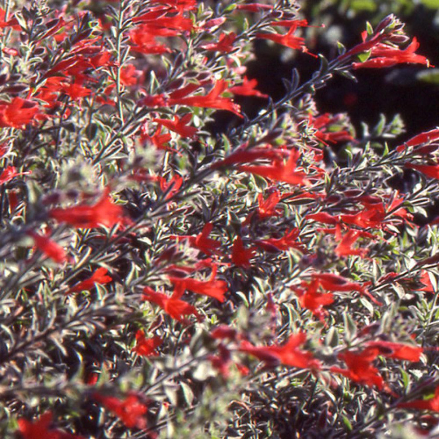 Plantes Vivaces ZAUSCHNERIA californica 'Western Hills' - Fuchsia de Californie en vente - Pépinière Lepage .