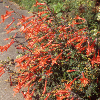 plantes-vivaces-zauschneria-cana-en-vente-pepiniere-lepage-