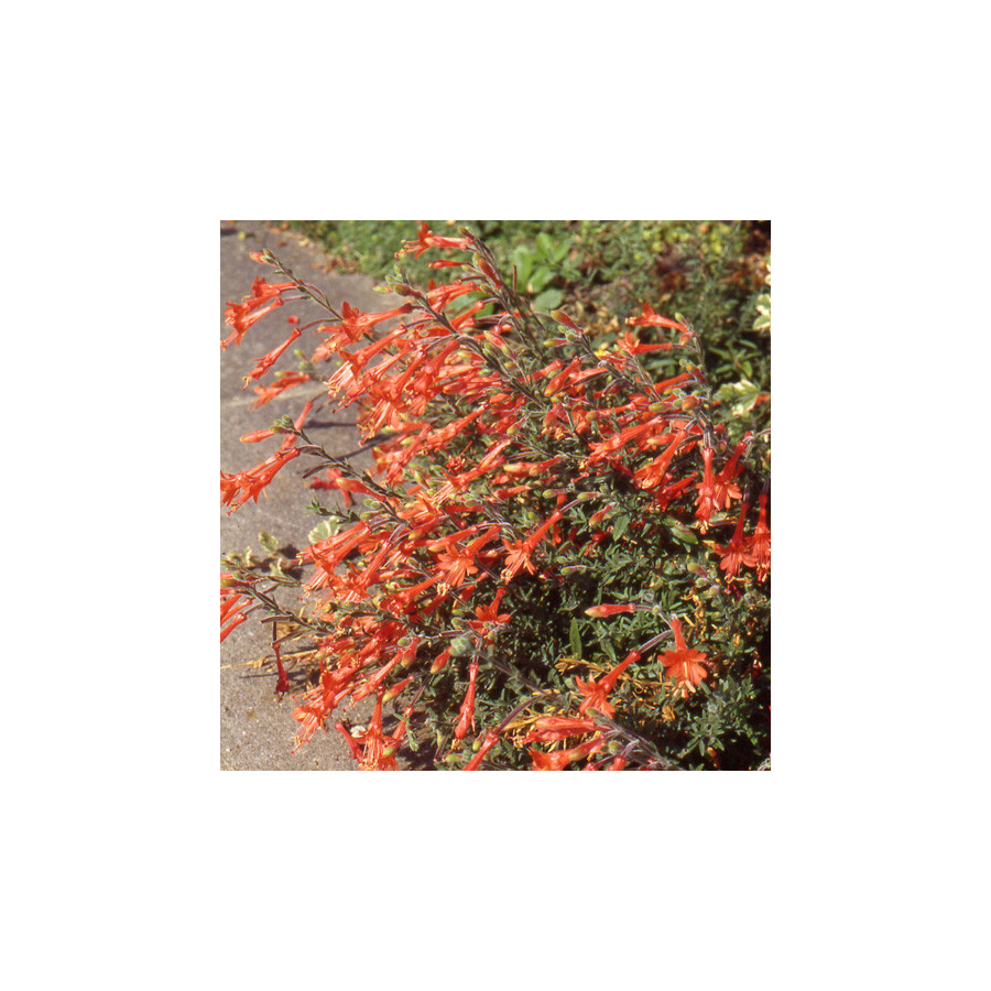 Plantes Vivaces ZAUSCHNERIA cana en vente - Pépinière Lepage .