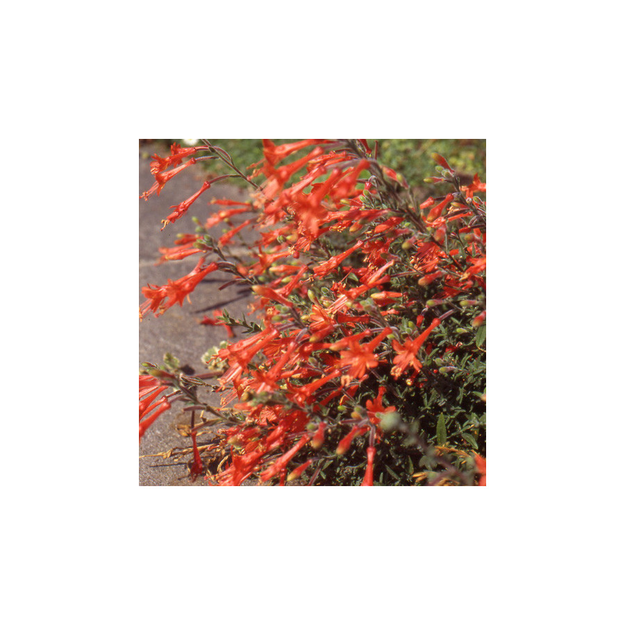 Plantes Vivaces ZAUSCHNERIA cana en vente - Pépinière Lepage .