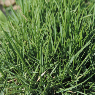 plantes-vivaces-zoysia-tenuifolia-gazon-des-mascareignes-en-vente-pepiniere-lepage-