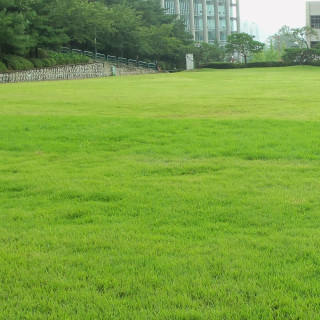 plantes-vivaces-zoysia-tenuifolia-gazon-des-mascareignes-en-vente-pepiniere-lepage-