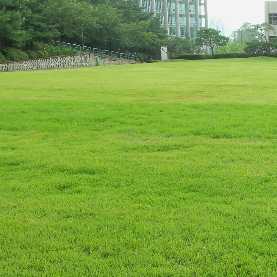 plantes-vivaces-zoysia-tenuifolia-gazon-des-mascareignes-en-vente-pepiniere-lepage-