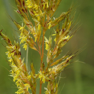 plantes-vivaces-sorghastrum-nutans-indian-steel-en-vente-pepiniere-lepage-