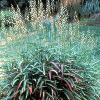 plantes-vivaces-spodiopogon-sibiricus-en-vente-pepiniere-lepage-