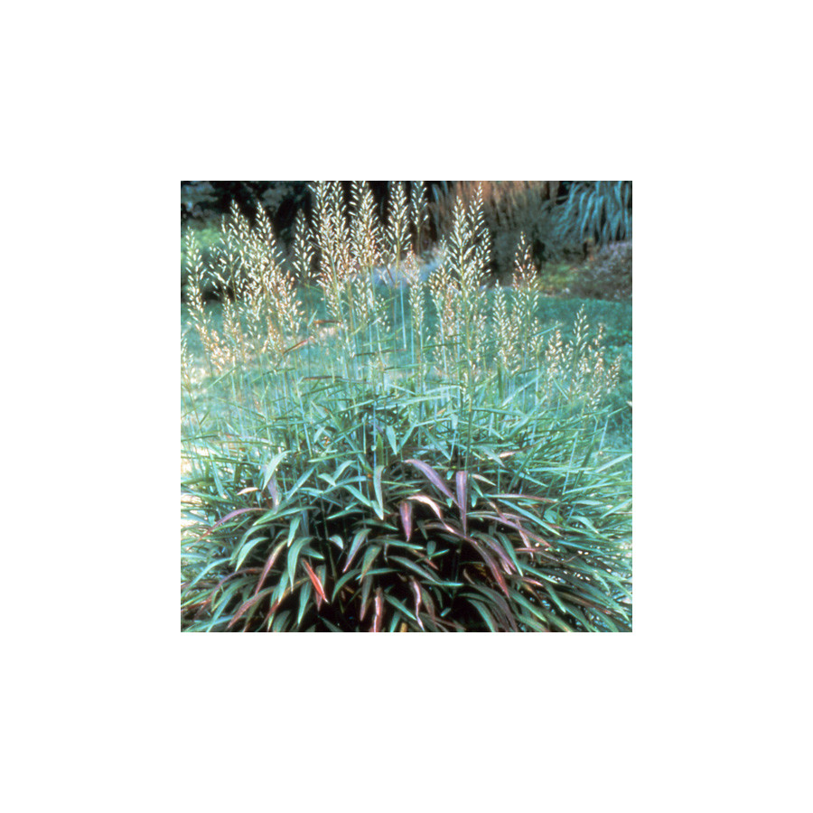 plantes-vivaces-spodiopogon-sibiricus-en-vente-pepiniere-lepage-