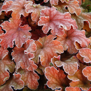 plantes-vivaces-heuchera-peach-flambe-R-heuchere-en-vente-pepiniere-lepage-
