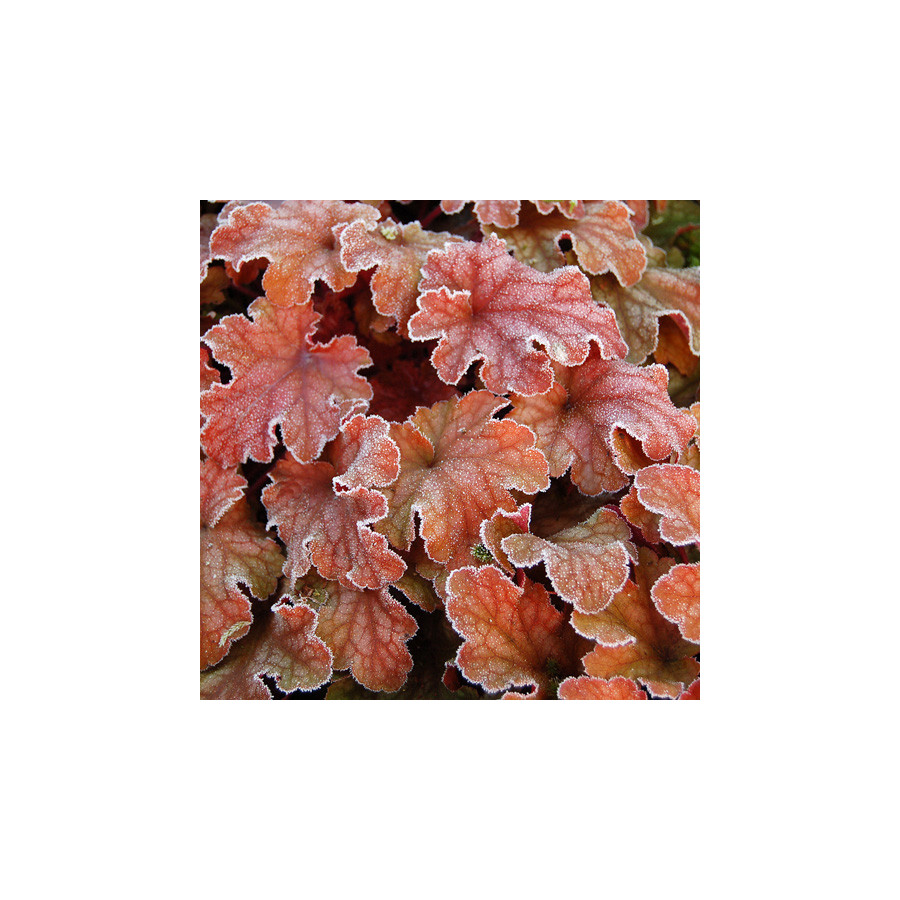 plantes-vivaces-heuchera-peach-flambe-R-heuchere-en-vente-pepiniere-lepage-