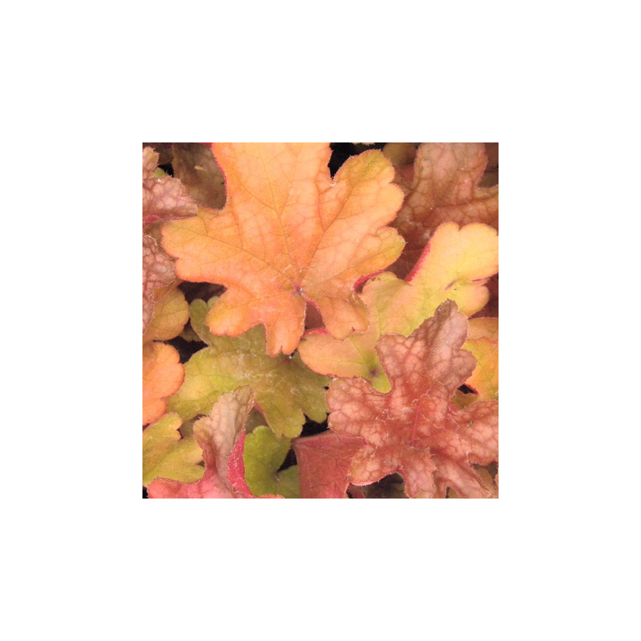 plantes-vivaces-heuchera-peach-flambe-R-heuchere-en-vente-pepiniere-lepage-