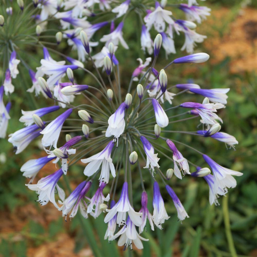 Plantes Vivaces AGAPANTHUS 'Fireworks' ® - Agapanthe en vente - Pépinière Lepage .