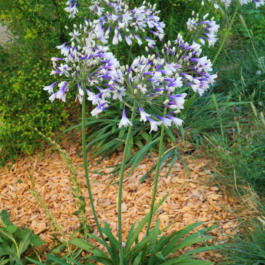 Plantes Vivaces AGAPANTHUS 'Fireworks' ® - Agapanthe en vente - Pépinière Lepage .