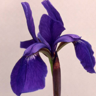 plantes-vivaces-iris-sibirica-tropical-night-iris-de-siberie-en-vente-pepiniere-lepage-