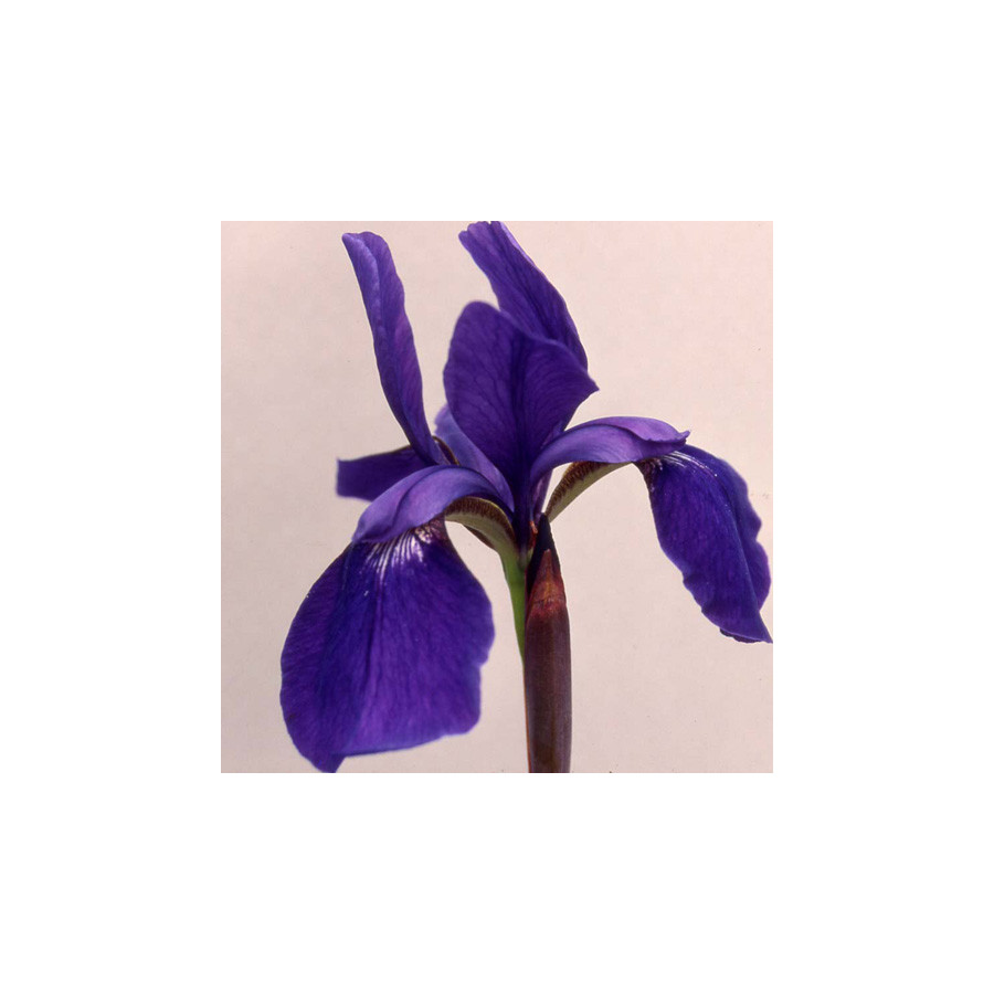plantes-vivaces-iris-sibirica-tropical-night-iris-de-siberie-en-vente-pepiniere-lepage-