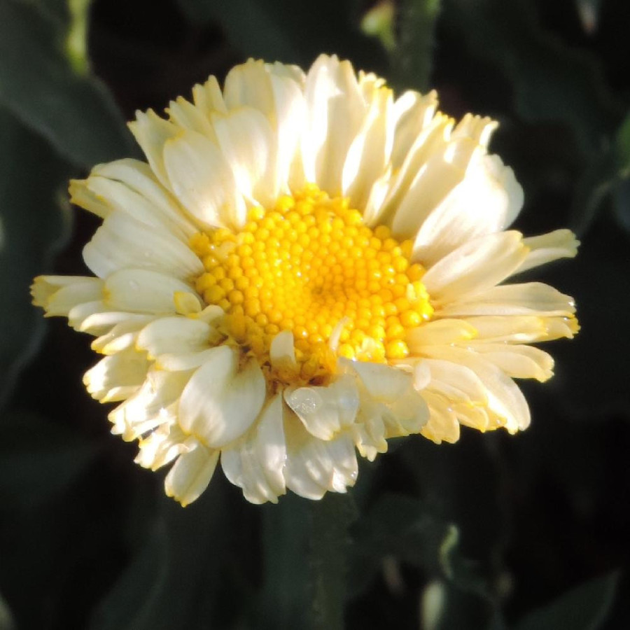 LEUCANTHEMUM 'Real Dream' ®