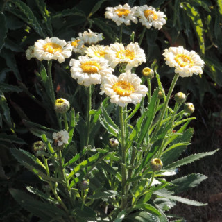 LEUCANTHEMUM 'Real Dream' ®