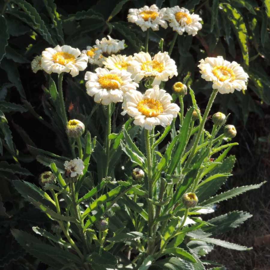 LEUCANTHEMUM 'Real Dream' ®